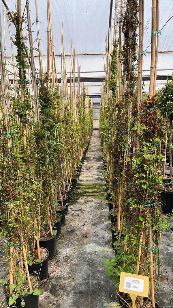 Jasminum Officinale (Gelsomino comune) — canna 300 cm, vaso 9 litri