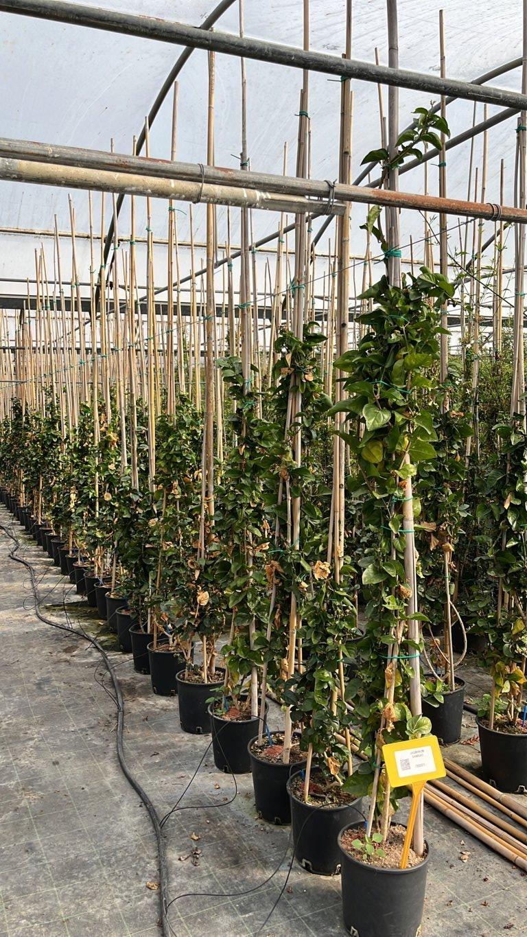 Jasminum Sambac (Gelsomino d'Arabia) — canna 300 cm, vaso 9 litri