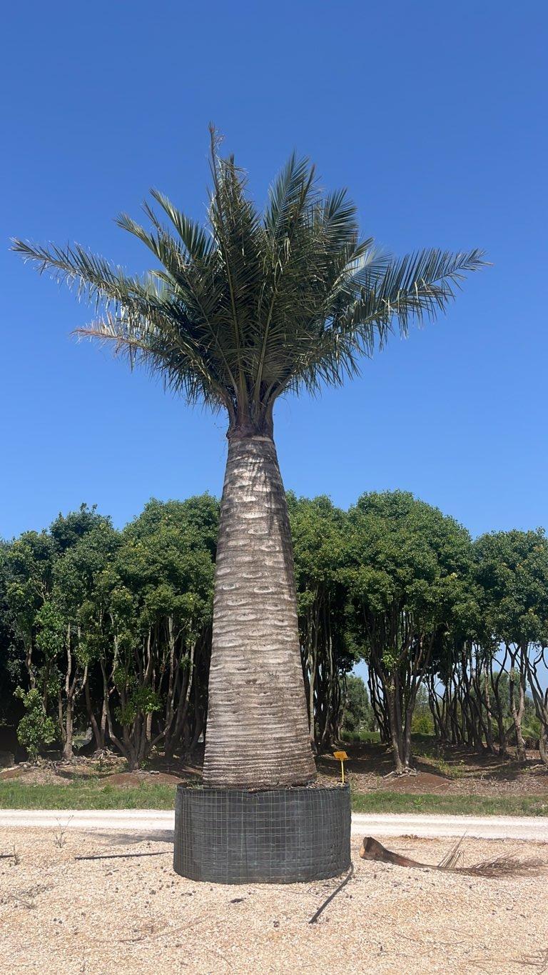 Jubaea Chilensis (Palma del Cile) — Esemplare, in rete