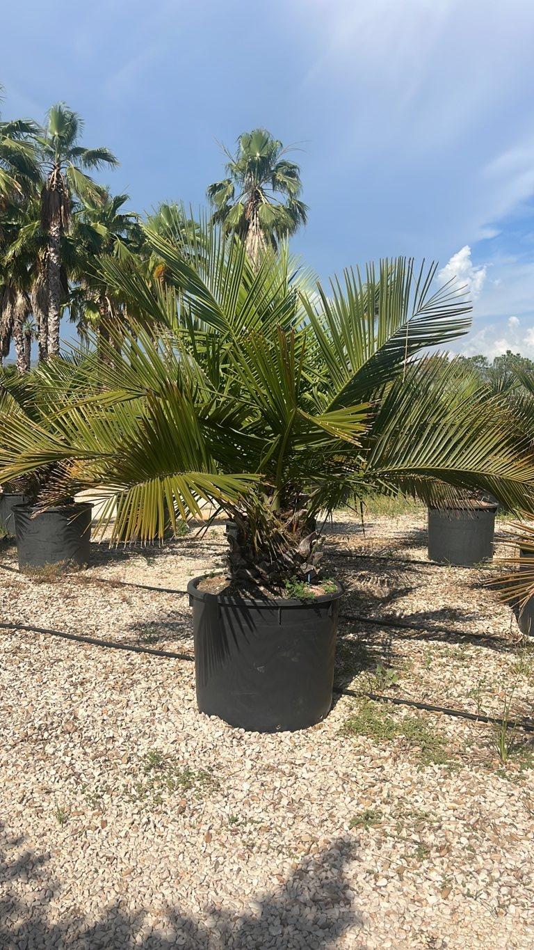 Jubaea Chilensis (Palma del Cile) — tronco altezza 40 cm, vaso 240 litri