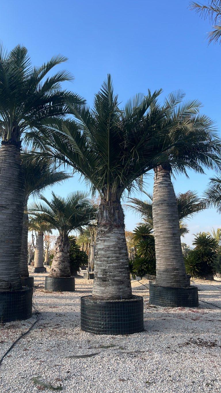 Jubaea Chilensis (Palma del Cile) — tronco altezza 300/350 cm, in rete