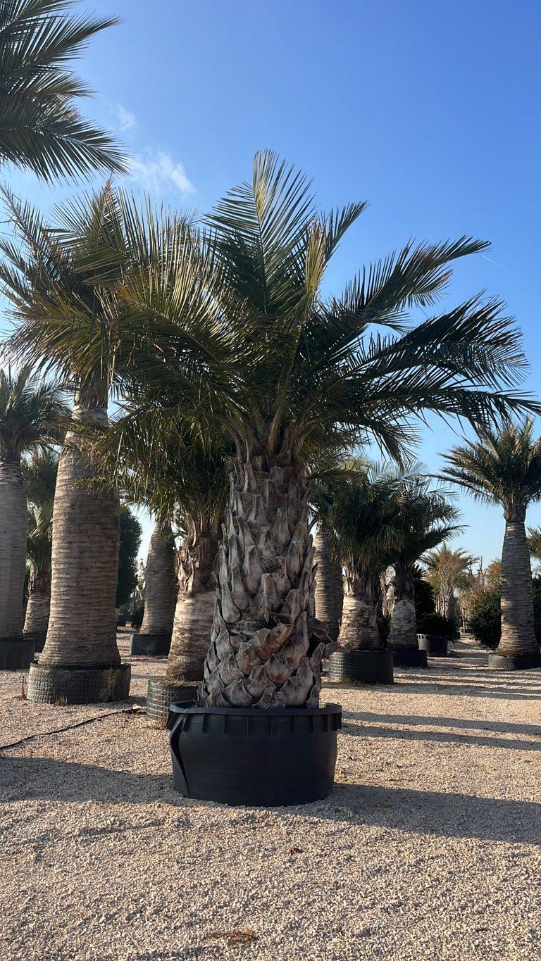 Jubaea Chilensis (Palma del Cile) — tronco altezza 250/300 cm, vaso 1000 litri