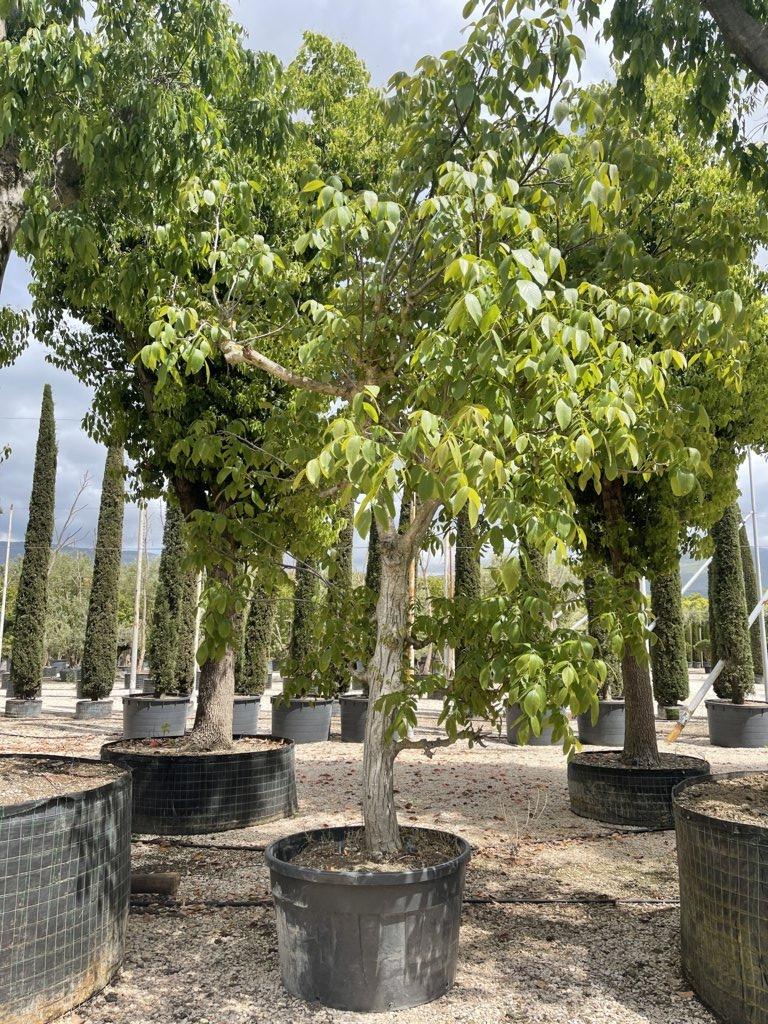 Juglans Regia (Noce) — Albero, circonferenza 60/70 cm, vaso 500 litri