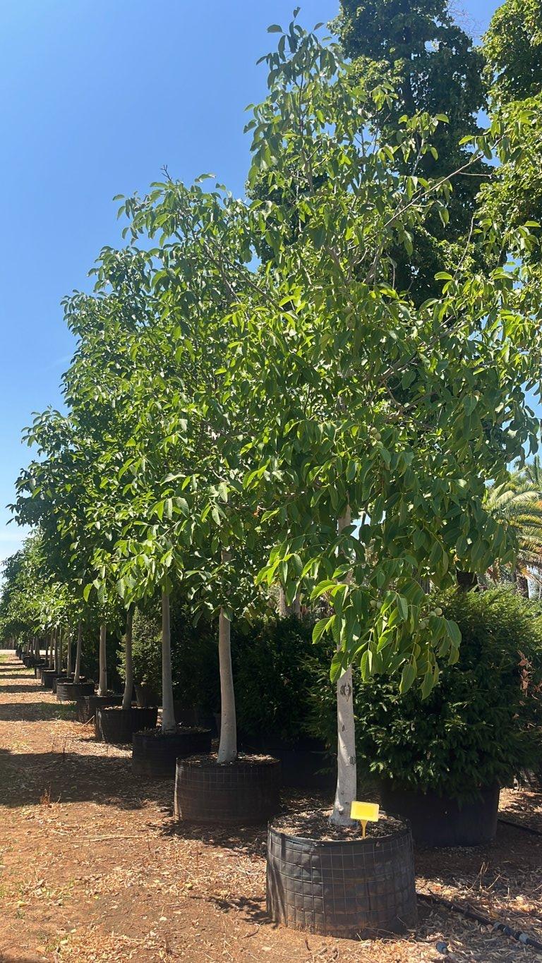 Juglans Regia (Noce) — Albero, circonferenza 30/35 cm, in rete