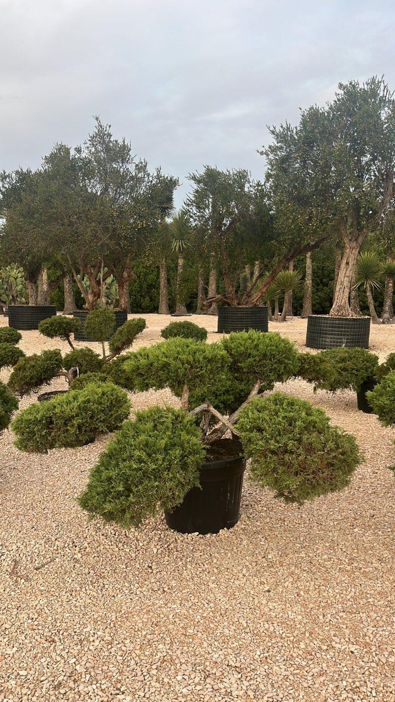 Juniperus (Ginepro) — Bonsai, vaso 110 litri