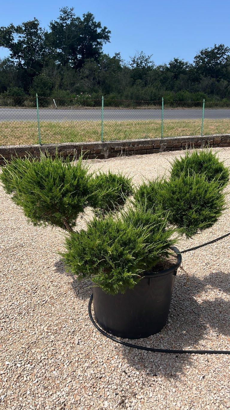 Juniperus (Ginepro) — Bonsai, vaso 240 litri