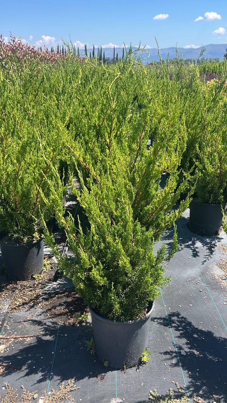 Juniperus Chinensis Kaizuka (Ginepro) — vaso 9 litri