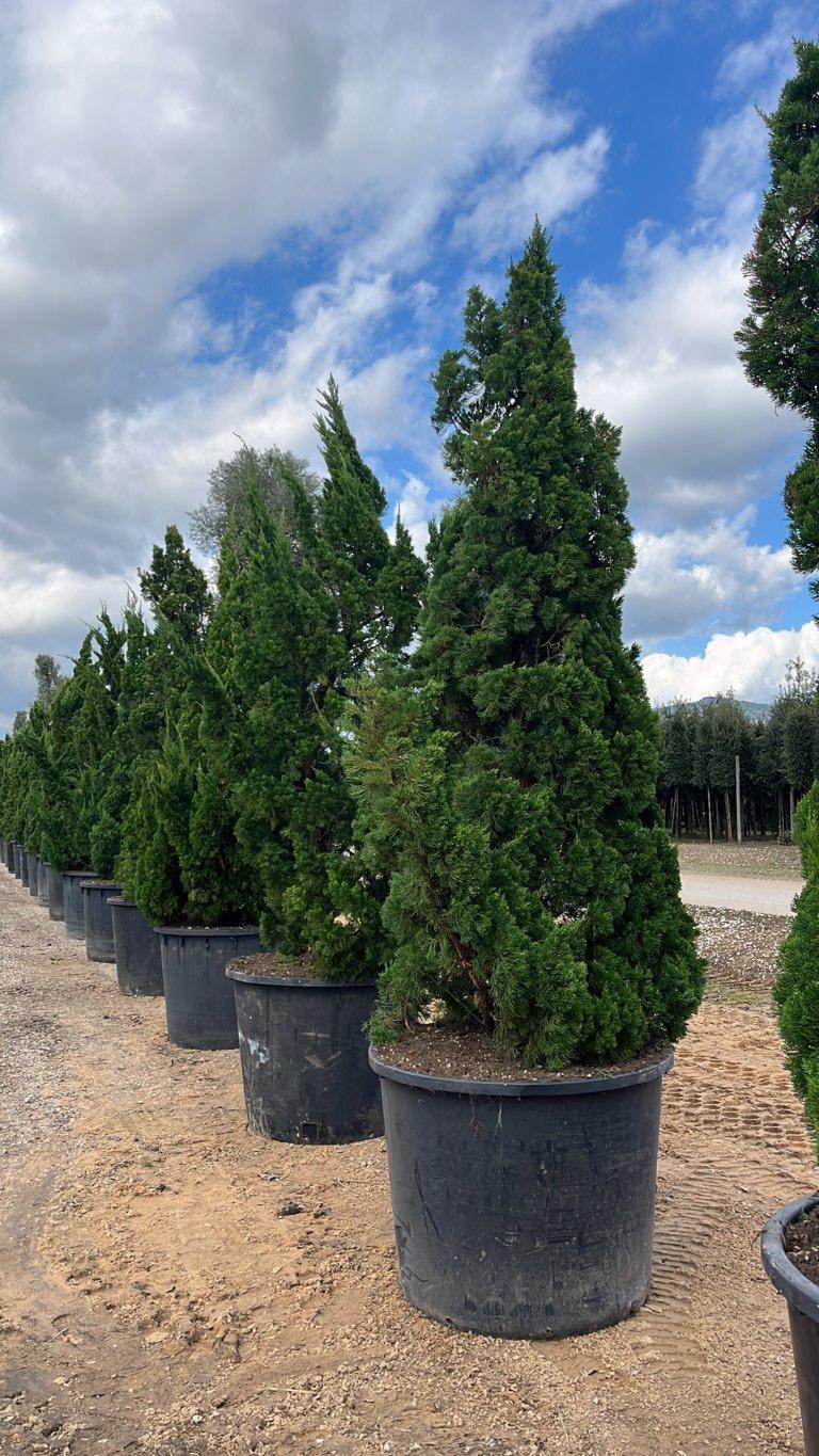 Juniperus Chinensis Torulosa (Ginepro) — Ramificato da base, altezza 250/300 cm, vaso 500 litri
