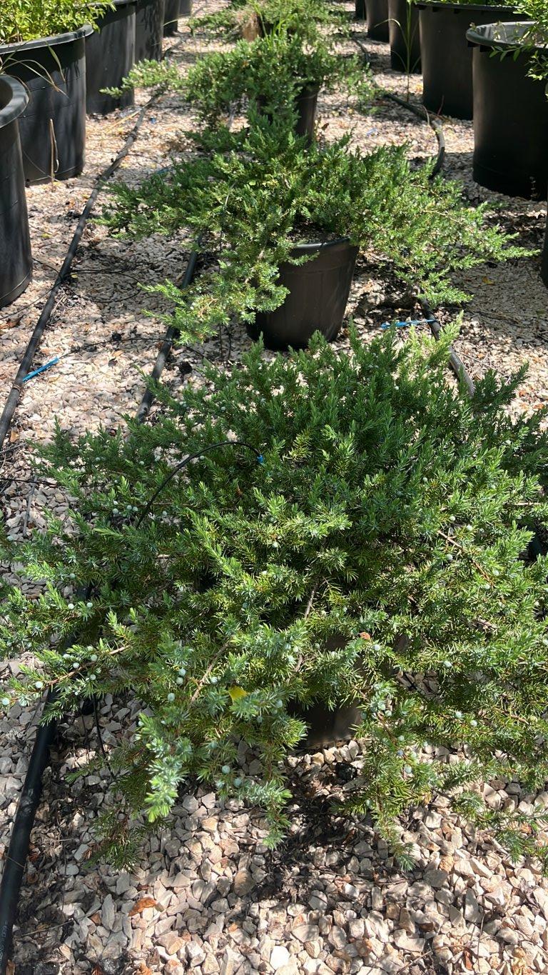Juniperus Conferta Blue Pacific (Ginepro) — vaso 30 litri