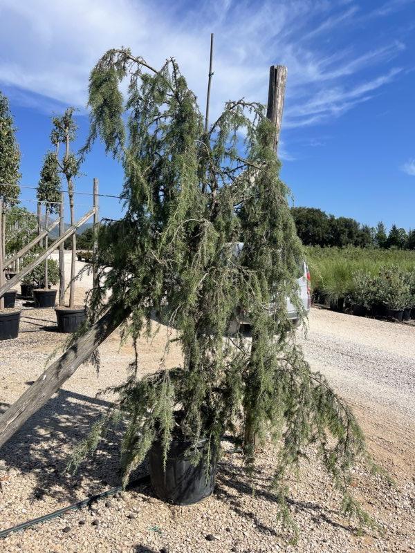 Juniperus Oxycedrus (Ginepro rosso) — Cespuglio, altezza 200/225 cm, vaso 70 litri