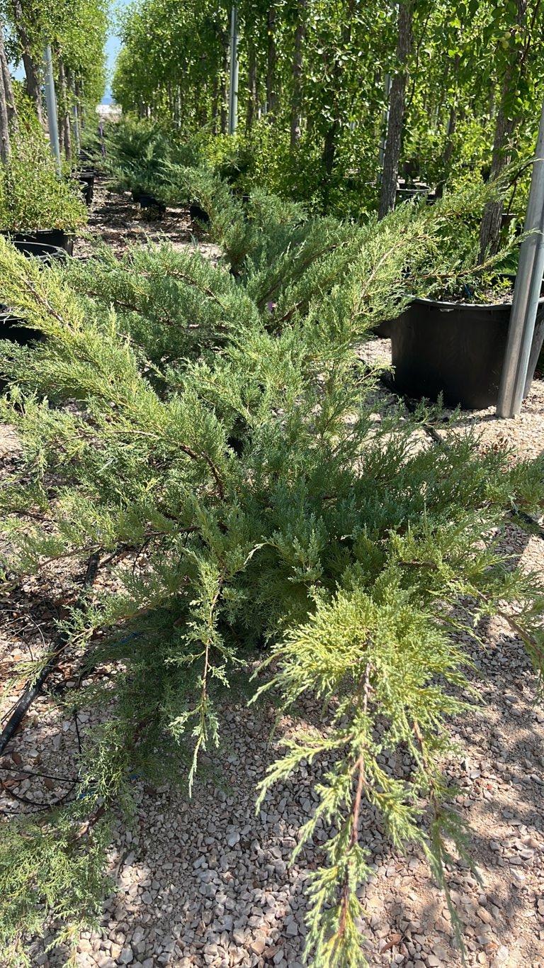 Juniperus Pfitzeriana Glauca (Ginepro) — vaso 30 litri