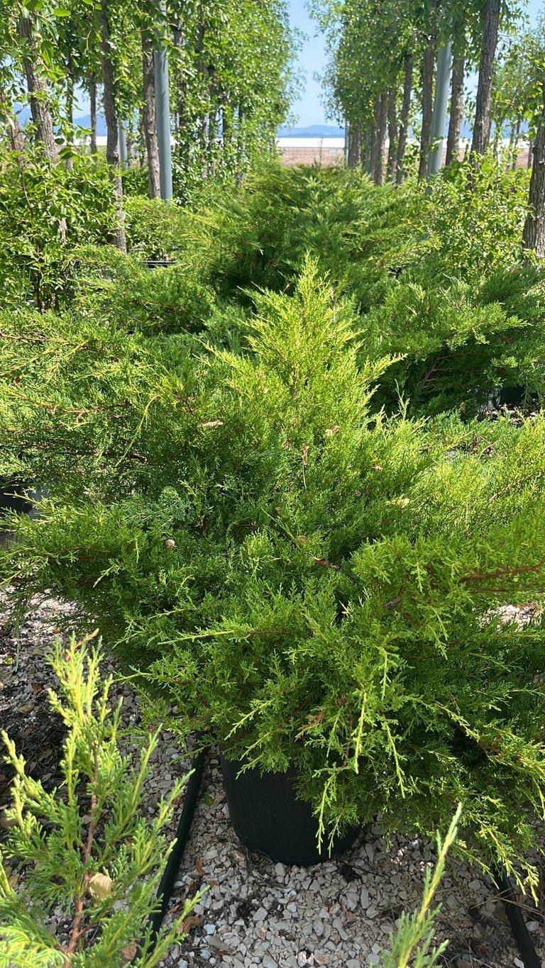 Juniperus Pfitzeriana Gold Star (Ginepro) — vaso 30 litri