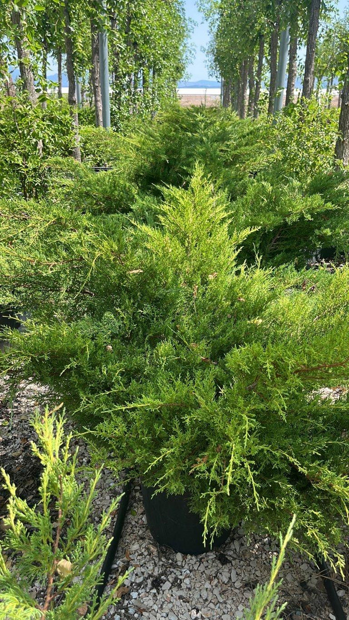 Juniperus Pfitzeriana Gold Star (Ginepro) — vaso 30 litri
