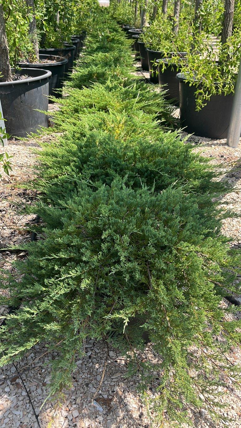 Juniperus Pfitzeriana Prince of Wales (Ginepro) — vaso 30 litri