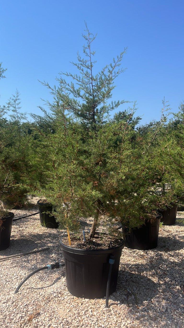 Juniperus Phoenicea (Ginepro fenicio) — altezza 150/200 cm, vaso 110 litri