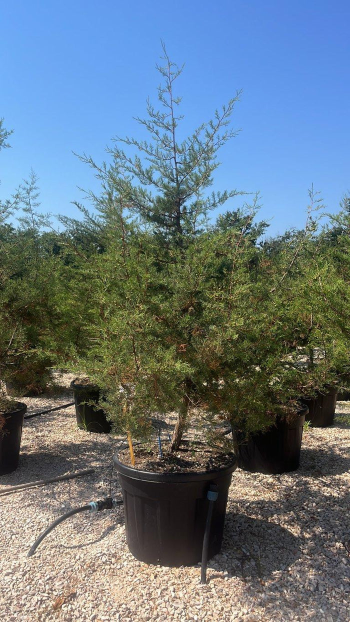 Juniperus Phoenicea (Ginepro fenicio) — altezza 150/200 cm, vaso 110 litri