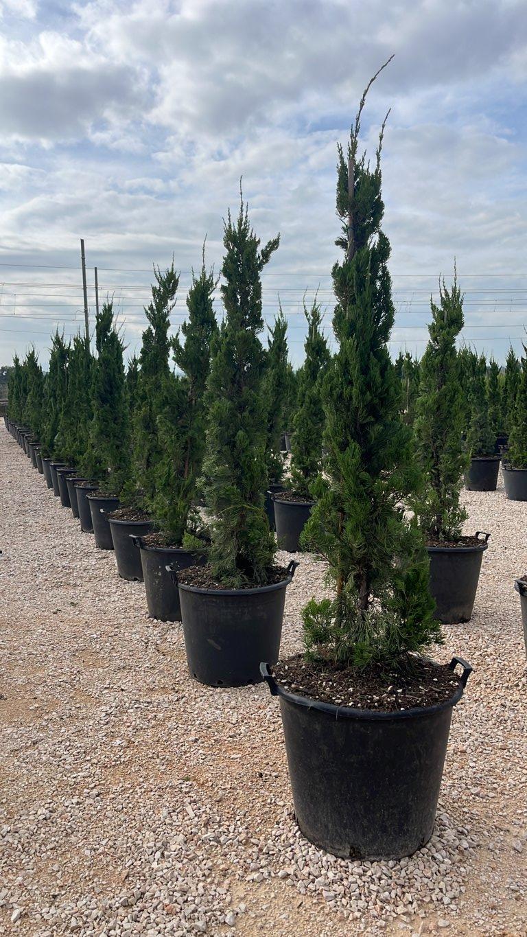 Juniperus Media (Ginepro) — altezza 100/150 cm, vaso 70 litri