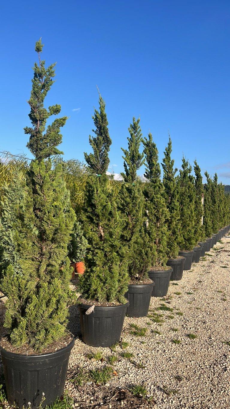 Juniperus Media (Ginepro) — altezza 225/250 cm, vaso 90 litri