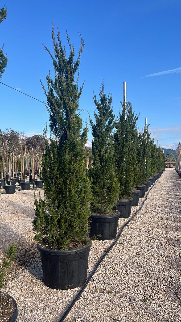 Juniperus Media (Ginepro) — altezza 275/300 cm, vaso 150 litri