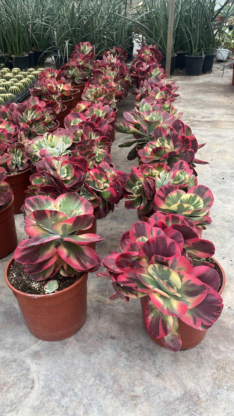 Kalanchoe Thyrsiflora — vaso 9 litri
