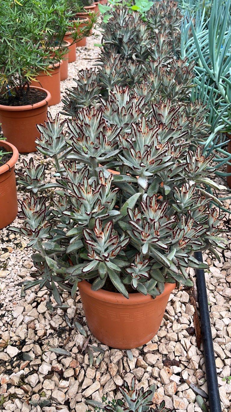 Kalanchoe Tomentosa Minima — vaso 12 litri