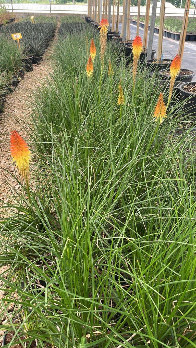 Kniphofia Pyromania Backdraft (Tritoma) — vaso 9 litri