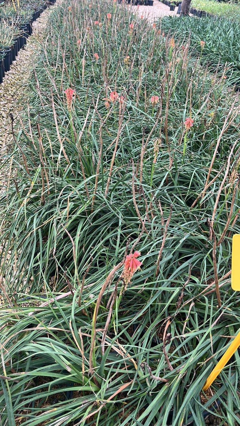 Kniphofia Redhot Popsicle (Tritoma) — vaso 3 litri