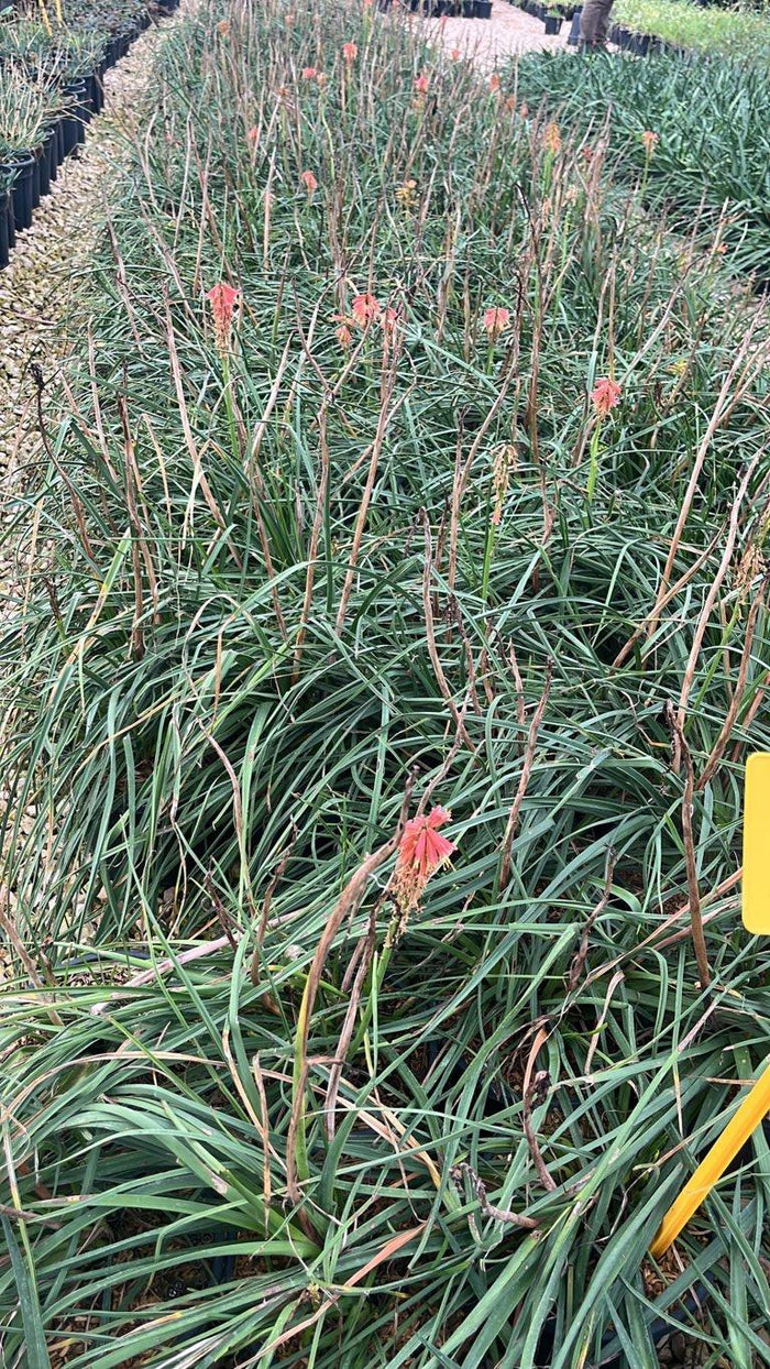 Kniphofia Redhot Popsicle (Tritoma) — vaso 3 litri