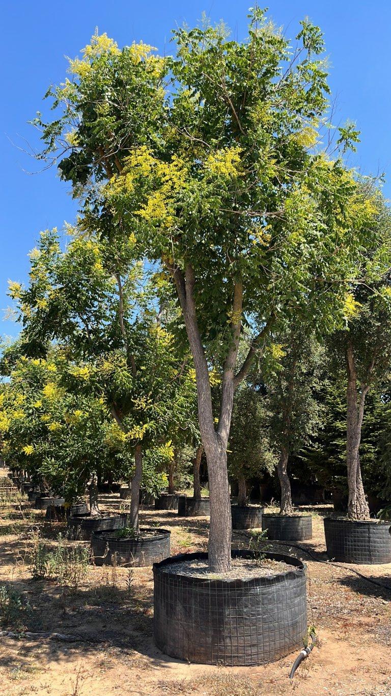 Koelreuteria Paniculata (Albero delle lanterne) — Esemplare, circonferenza 50/55 cm, in rete