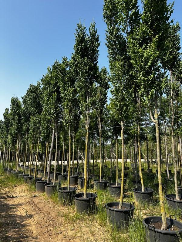 Koelreuteria Paniculata Fastigiata (Albero delle lanterne) — Albero, circonferenza 18/20 cm, vaso 130 litri