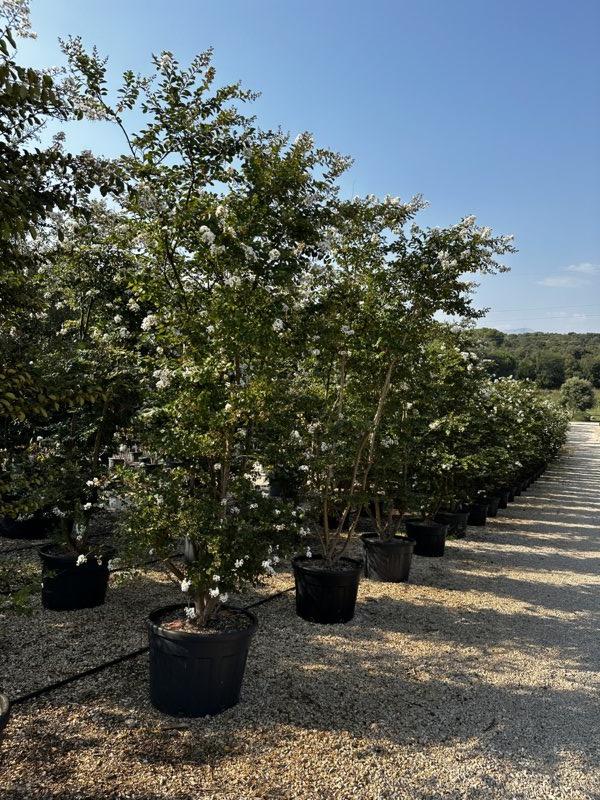 LAGERSTROEMIA INDICA ACOMA Mirto Crepe / Lillà delle Indie