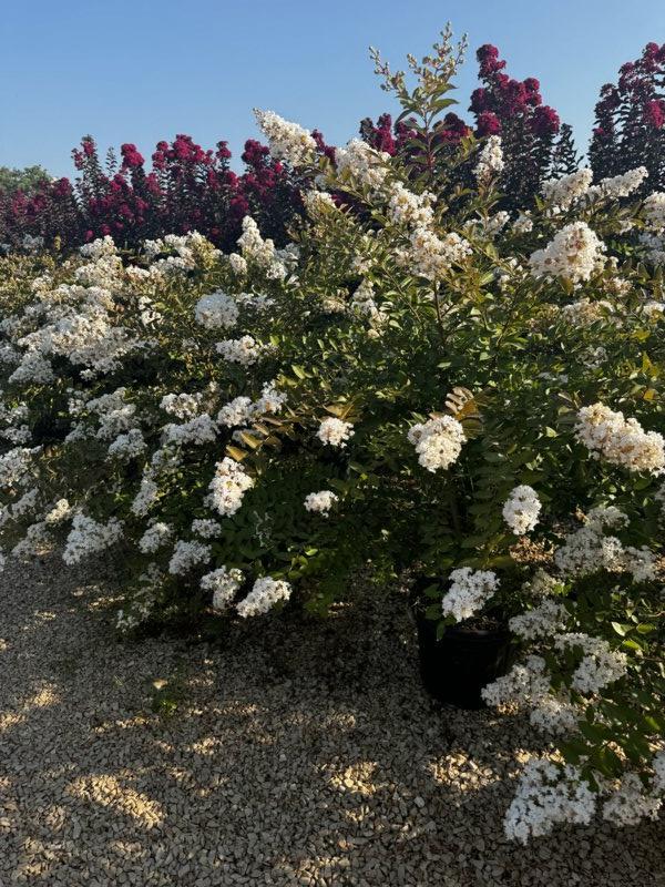 Lagerstroemia Indica Acoma (Mirto crespo) — Cespuglio, altezza 125/150 cm, vaso 30 litri