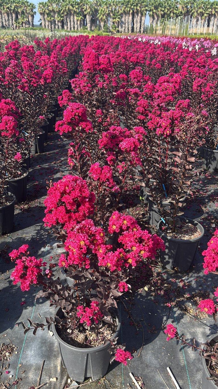 LAGERSTROEMIA INDICA B.D.MYS.MAGENTA Mirto Crepe / Lillà delle Indie