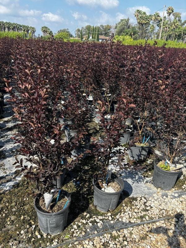 LAGERSTROEMIA INDICA B.D.SHELL PINK Mirto Crepe / Lillà delle Indie