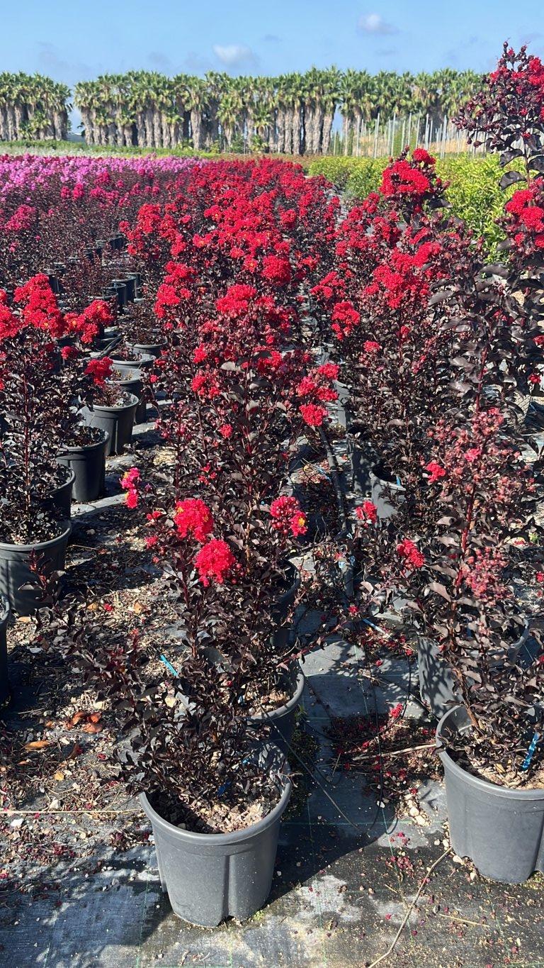 LAGERSTROEMIA INDICA B.D. BEST RED Mirto Crepe / Lillà delle Indie