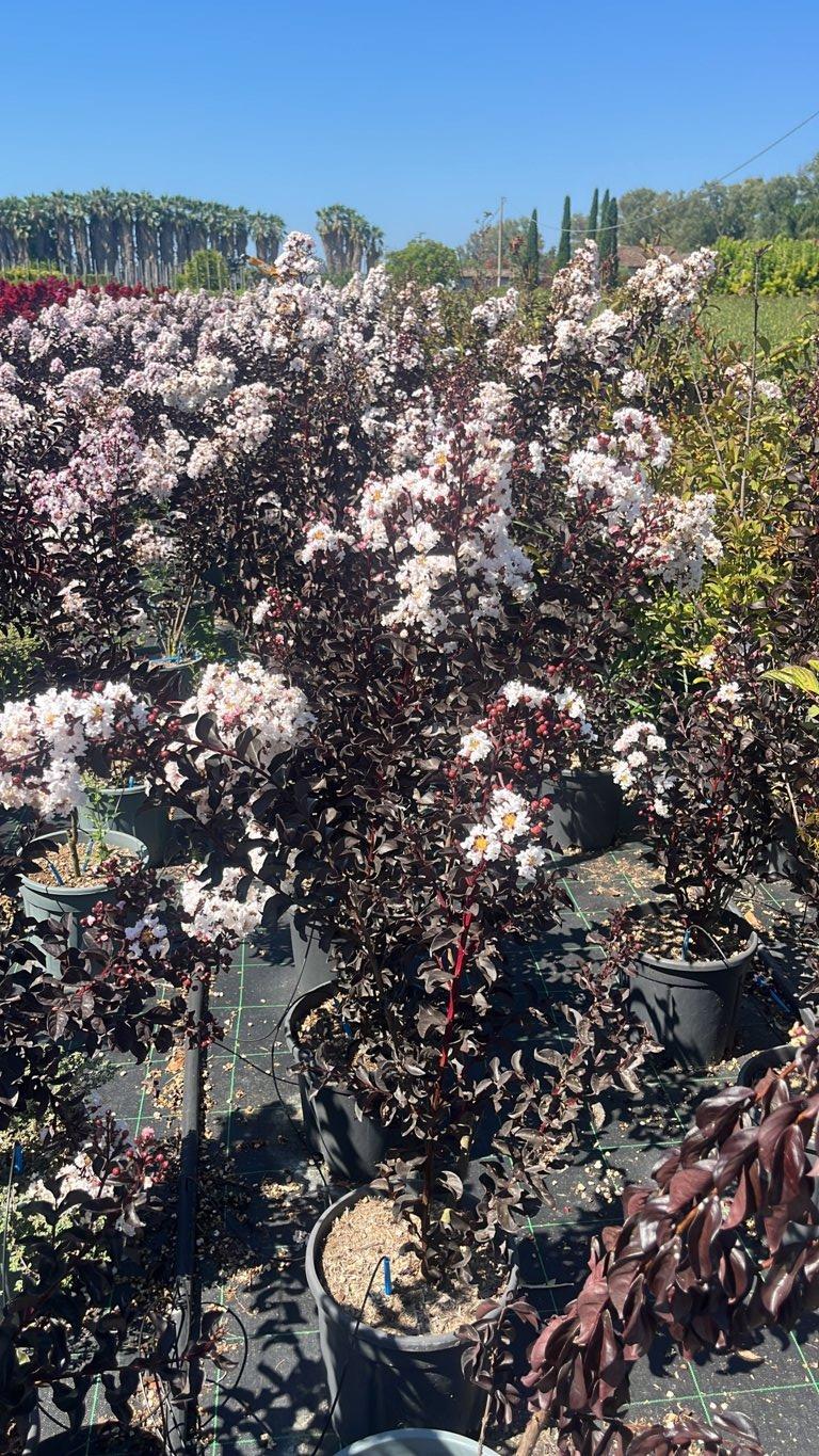 LAGERSTROEMIA INDICA B.D. PURE WHITE Mirto Crepe / Lillà delle Indie