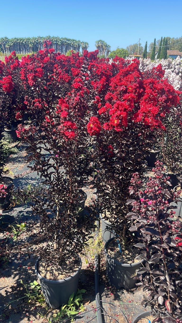 LAGERSTROEMIA INDICA B.D. RED HOT Mirto Crepe / Lillà delle Indie
