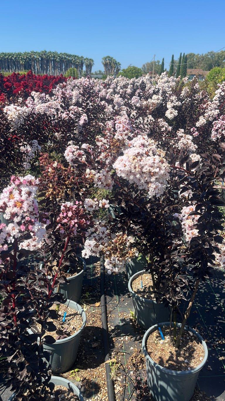 LAGERSTROEMIA INDICA B.D BLUSH Mirto Crepe / Lillà delle Indie