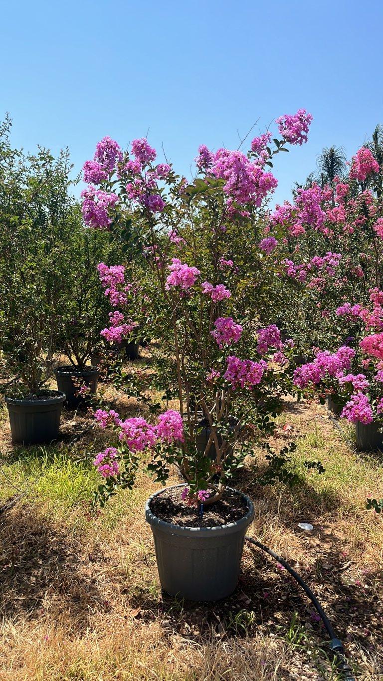 LAGERSTROEMIA INDICA BENOIT Mirto Crepe / Lillà delle Indie