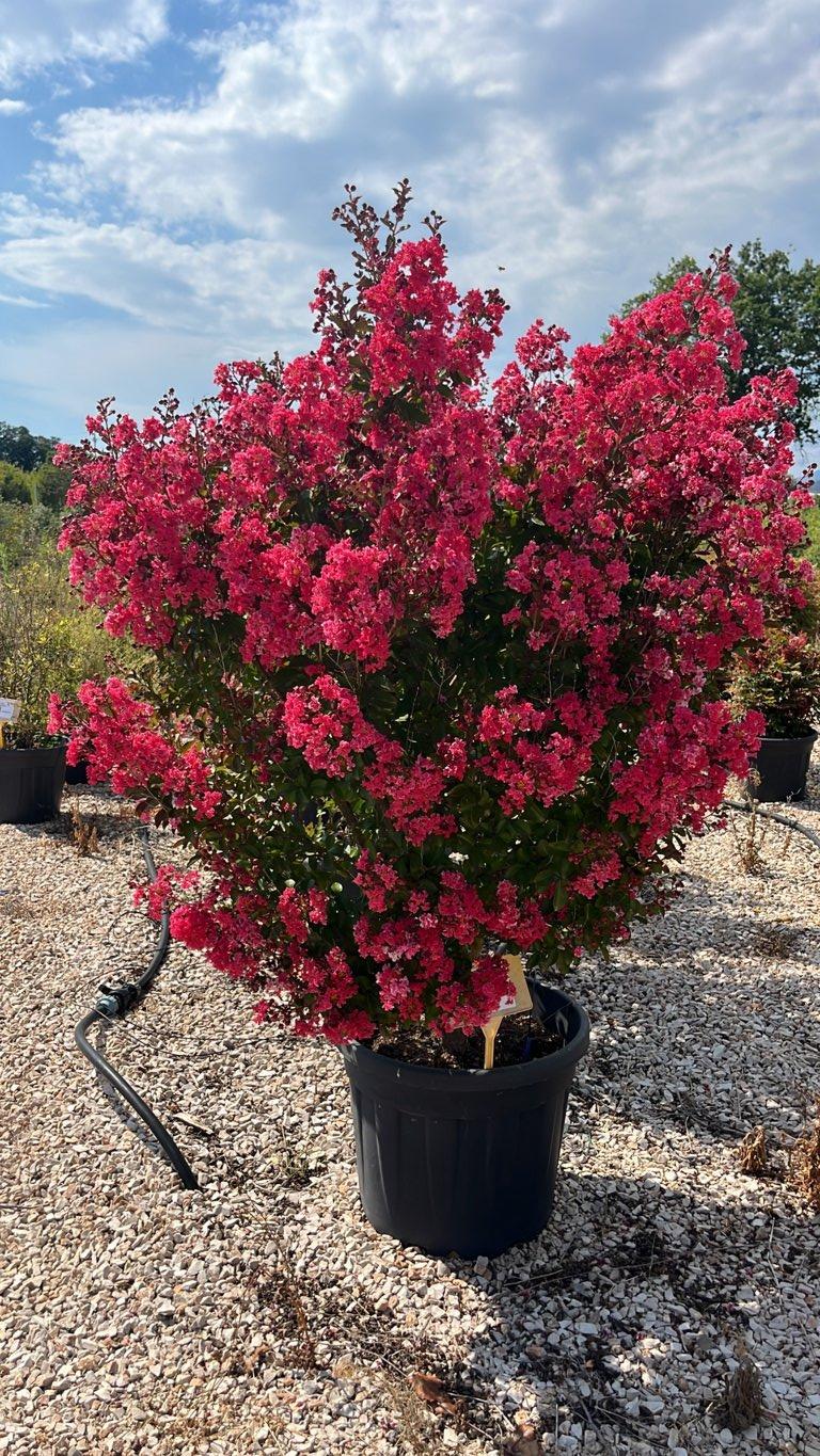 LAGERSTROEMIA INDICA BERLINGOT MENTHE Mirto Crepe / Lillà delle Indie