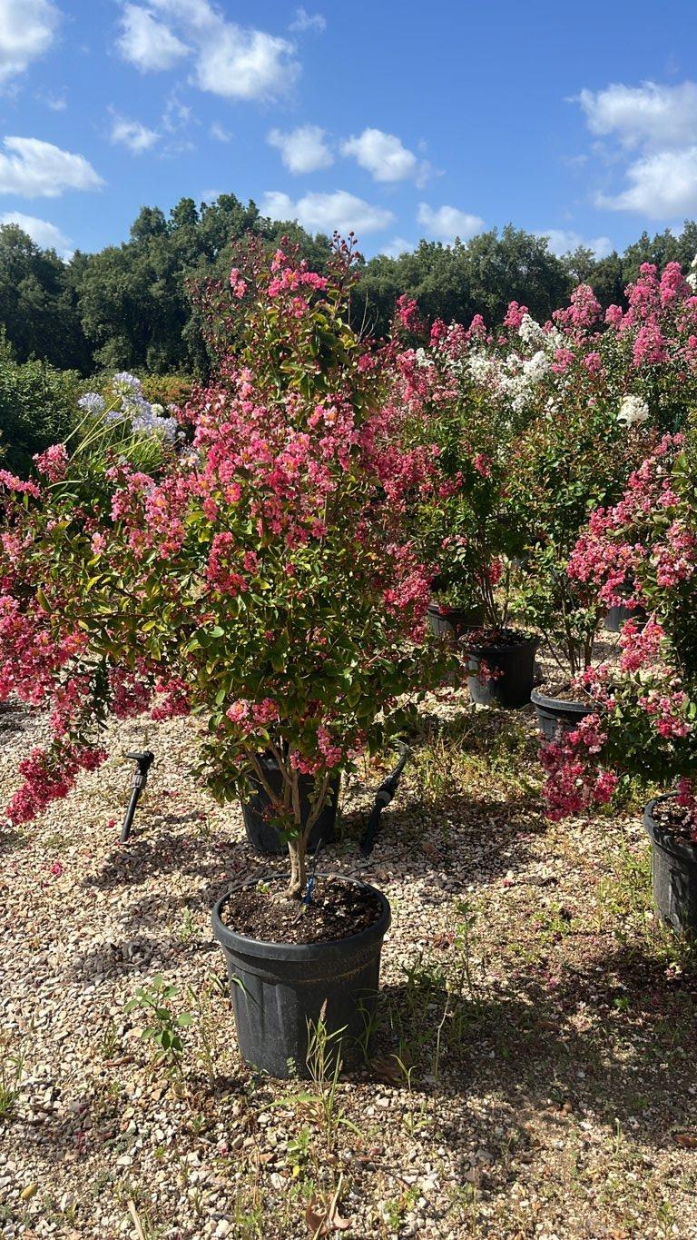 LAGERSTROEMIA INDICA BERLINGOT Mirto Crepe / Lillà delle Indie