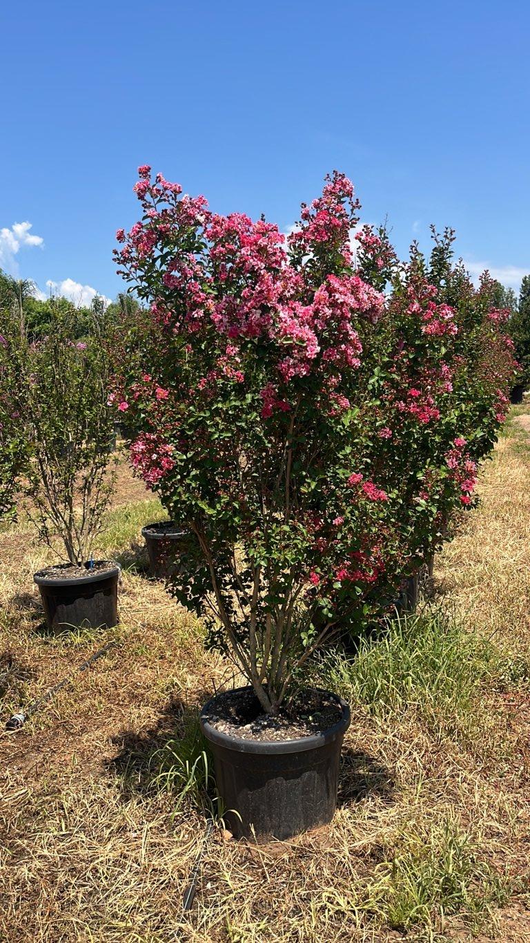 LAGERSTROEMIA INDICA BERLINGOT Mirto Crepe / Lillà delle Indie