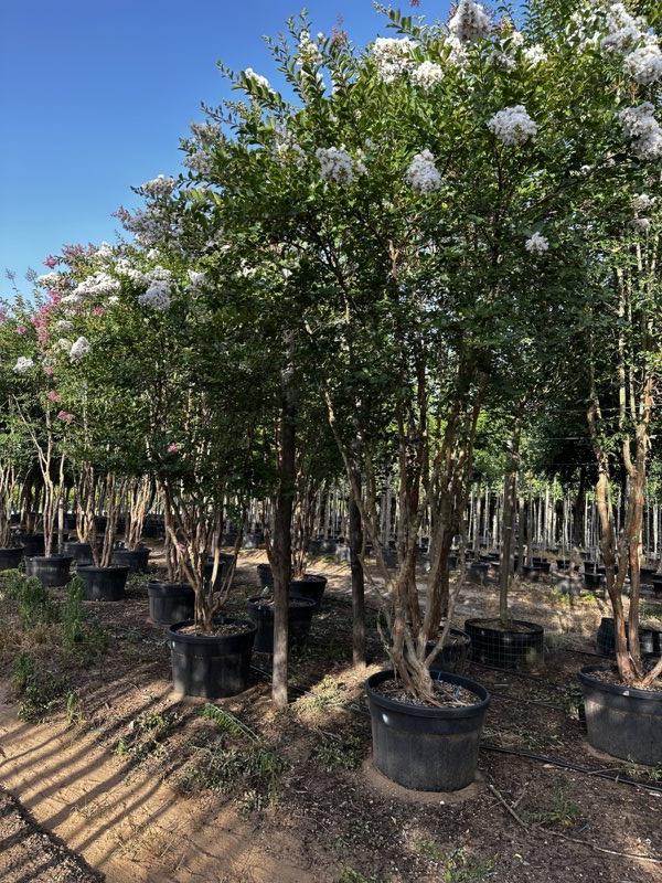 LAGERSTROEMIA INDICA BIANCA Mirto Crepe / Lillà delle Indie
