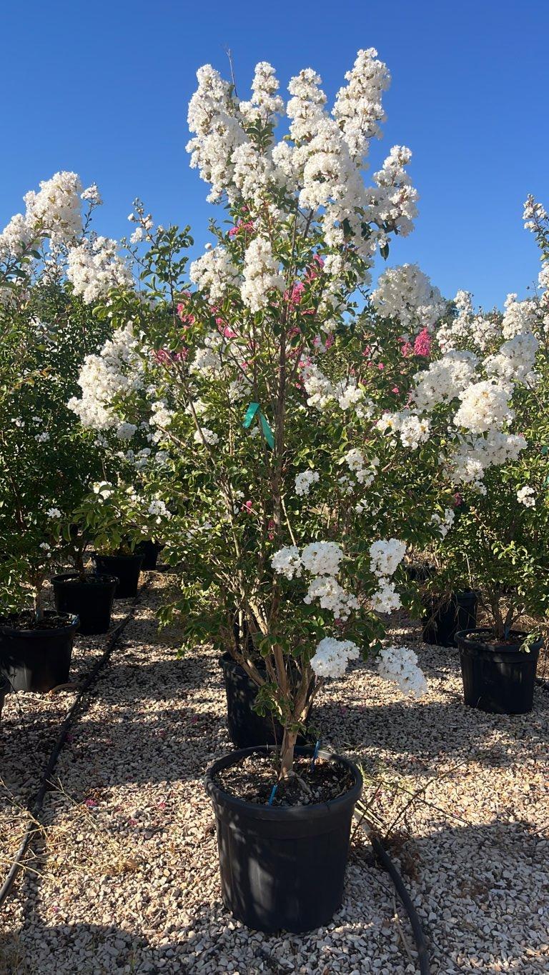 LAGERSTROEMIA INDICA BIANCO GRASSI Mirto Crepe / Lillà delle Indie