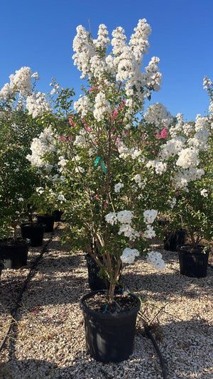 LAGERSTROEMIA INDICA BIANCO GRASSI Mirto Crepe / Lillà delle Indie