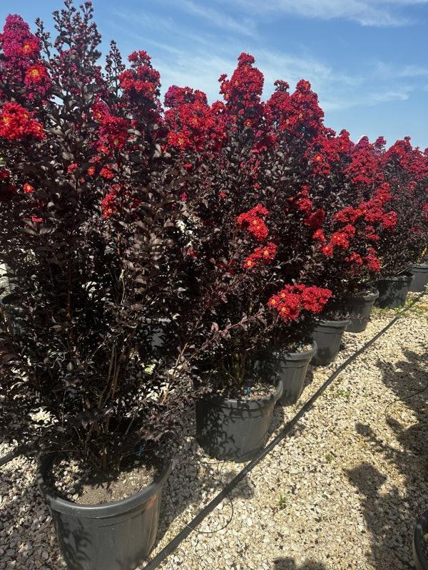 LAGERSTROEMIA INDICA BLACK Mirto Crepe / Lillà delle Indie