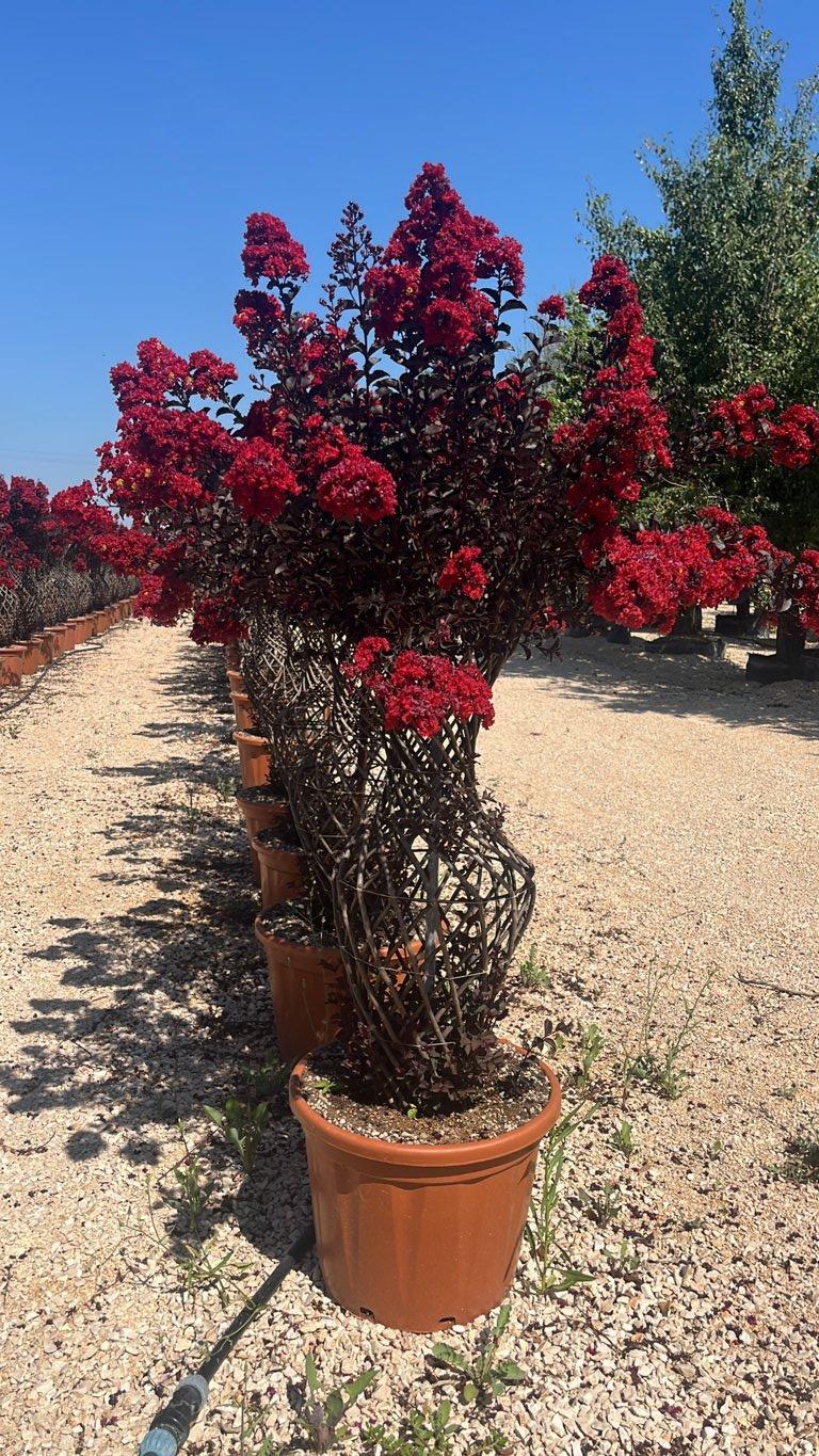 LAGERSTROEMIA INDICA BLACK Mirto Crepe / Lillà delle Indie