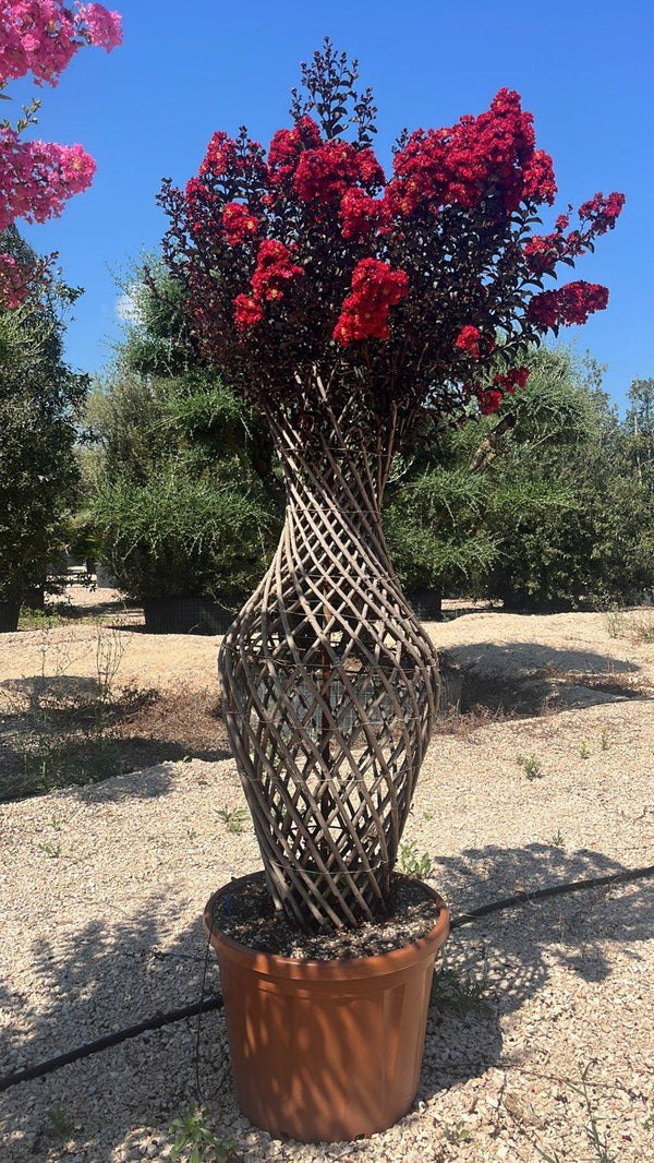 LAGERSTROEMIA INDICA BLACK Mirto Crepe / Lillà delle Indie