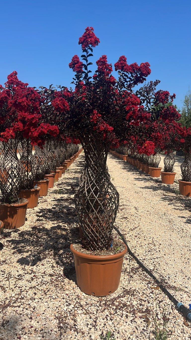LAGERSTROEMIA INDICA BLACK Mirto Crepe / Lillà delle Indie