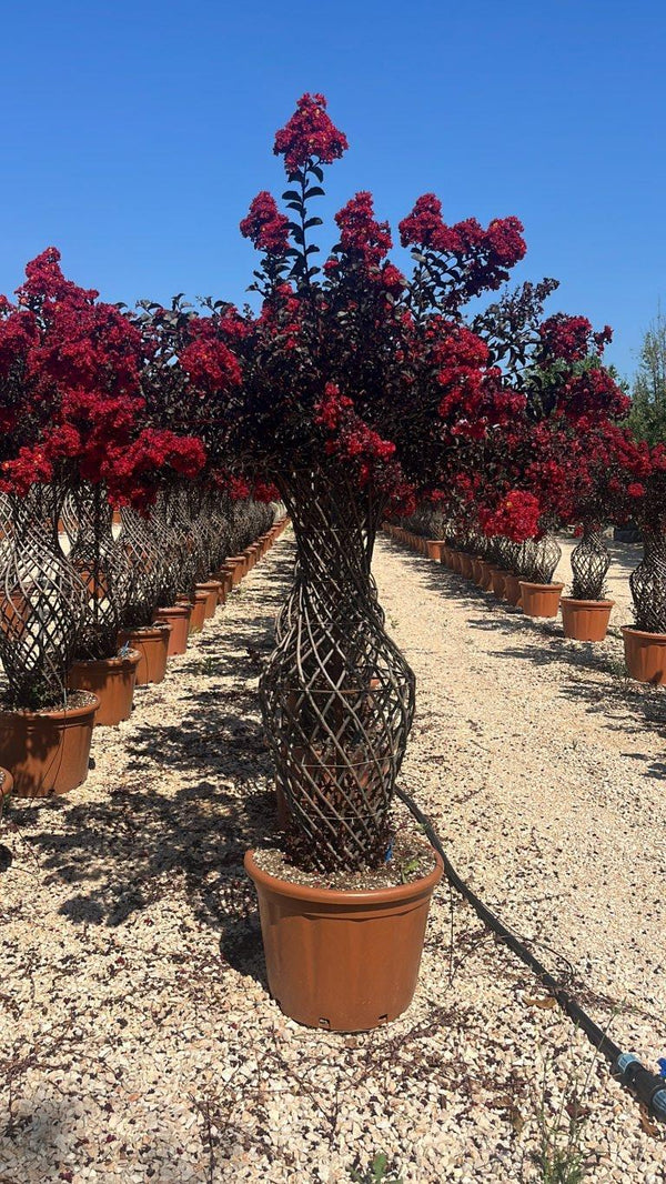 LAGERSTROEMIA INDICA BLACK Mirto Crepe / Lillà delle Indie